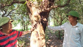 Trưởng thôn Thanh Bình, ông Dương Bình Sơn và phó thôn Dương Văn Hóa bên một cây trâm bầu cổ thụ