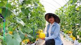 Đồng Tháp: Đào tạo nghề nông nghiệp cho 1.800 lao động nông thôn