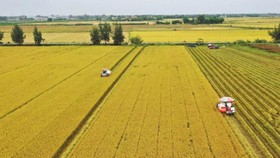 Lộc Trời xây dựng vùng nguyên liệu lúa chất lượng cao 12.000 tỷ đồng tại Kiên Giang