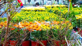 Chợ hoa tết đầu tiên được khai mạc sớm tại TPHCM