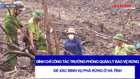 Đình chỉ công tác trưởng phòng quản lý bảo vệ rừng để xác minh vụ phá rừng ở Hà Tĩnh