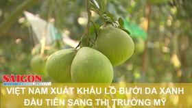 Việt Nam xuất khẩu lô bưởi da xanh đầu tiên sang thị trường Mỹ  