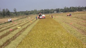 Tứ giác Long Xuyên là vùng sản xuất lúa gạo chủ lực của ĐBSCL 