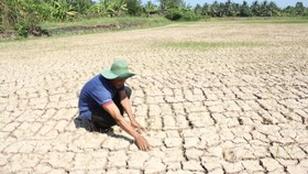 Hạn hán, xâm nhập mặn, thiếu nguồn nước ngọt từ sông Mê Công đổ về... đã gây ra những thiệt hại nặng cho sản xuất lúa ở các tỉnh ĐBSCL trong  mùa khô năm 2016 vừa qu