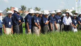 Gần 60.000 nông dân được tiếp cận qui trình canh tác lúa bền vững