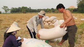 Thương lái ở ĐBSCL thu mua lúa tươi loại thường khoảng 4.300 đồng/kg, giá này không cao. Ảnh: NGUYỄN THANH