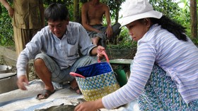 Cá lóc nuôi ở Trà Vinh bị thiệt hại tràn lan do nước mặn tấn công 