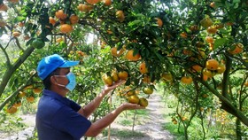 Toàn huyện Lai Vung có khoảng 120ha quýt hồng đang cho trái, với sản lượng khoảng 2.500 tấn, phục vụ thị trường tết 2022