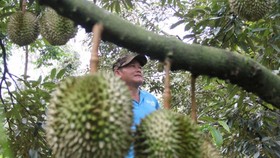 Dak Lak Province seeks markets for thousands of tons of durians