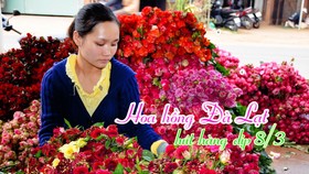 Hoa hồng Đà Lạt hút hàng dịp 8-3, giá cao hơn cả đợt Valentine