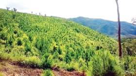 Công ty TNHH MTV Lâm nghiệp Kon Rẫy: Tập trung trồng và chăm sóc rừng trồng