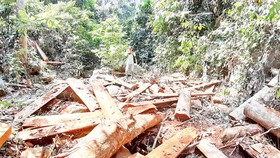 Dai dẳng nạn phá rừng ở Quảng Nam