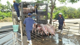 “Thủ phủ” chăn nuôi heo: Không mạo hiểm tái đàn