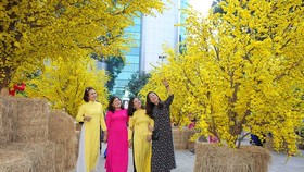 People enjoy a street of yellow apricot trees that are placed at the HCMC Youth’s Cultural House.
