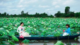 Dong Thap is famous for its lotus fields. 