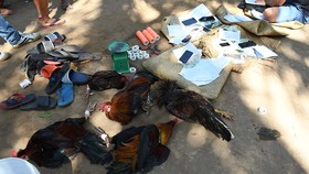 Những con gà đá, cựa gà, băng keo bị thu giữ. Ảnh: ĐẠT NHÂN