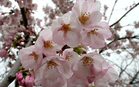 嬌花喜迎春。（示意圖源：互聯網）