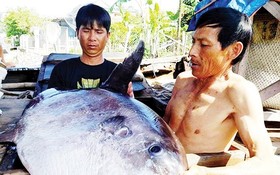 漁船捕撈到許多地方漁民未曾見過的一條形狀奇怪、超過32公斤重的魚(長1米，寬50釐米。