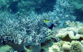 廣南省努力保護海洋生物多樣性。（圖源：互聯網）