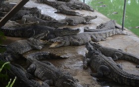 鱷魚售價激增。圖為某一鱷魚飼養場。（圖源：互聯網）