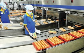 平抑價格蛋類生產流程。