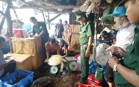 職能力量查獲的非法圈養之珍稀海龜共16隻。（圖源：黃忠）