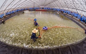 達世界衛生標準的越澳蝦苗養殖場一瞥。（圖源：越通社）