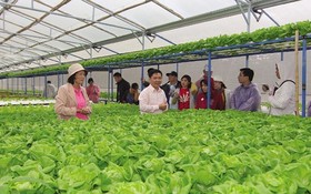 向Mega Market經銷中心供貨的無公害蔬菜農場。