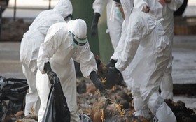 職能機關對感染病毒的雞群進行銷毀。（圖源：互聯網）