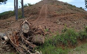 位於臨河縣南河鄉的20歲樹齡之松樹林遭砍伐一片光禿。（圖源：鄧俊）