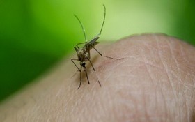 白線斑蚊是傳播登革熱的病媒蚊。（圖源：互聯網）