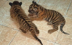 非法運送被查獲的兩隻珍稀老虎幼崽。（圖源：慶程）
