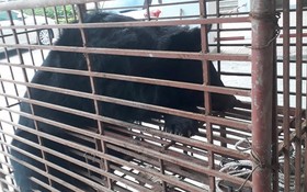 職能力量查獲一頭重量約140公斤的亞洲黑熊被困在鐵籠內。（圖源：德雄）