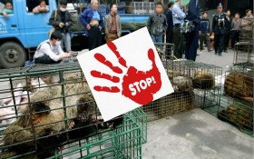 亞太 WWF 呼籲禁止野生動物交易活動。（示意圖源：互聯網）