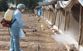 獸醫人員在禽流感疫區進行噴射消毒。 （圖源：互聯網）