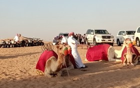 迪拜沙漠之旅，Royal Edventure大門前古今各代的交通工具：沙漠之舟駱駝與牠們後面的越野車、爬山車隊。