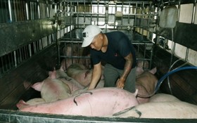 職能力量現場查破揭發阮成倫向豬隻的肚子注水以增加重量。（圖源：CTV）