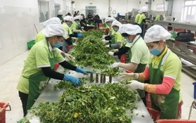 國際無公害蔬菜生產與供應股份公司的出口農產品加工工序。