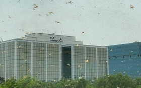 27日下午，大量蝗蟲群出現在德里的古爾岡、帕爾瓦和德瓦爾卡等地，並向北方邦方向移動。（圖源：互聯網）