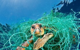 塑料垃圾污染嚴重危害到海洋生態系統。