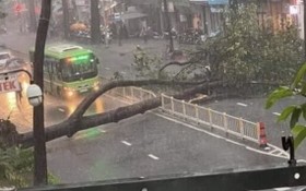 9月25日下午，位於第十郡阮知方街的一棵大樹連根拔起，壓死一名路人。