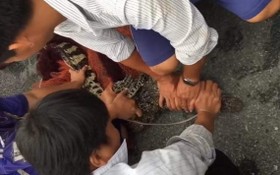 10月22日下午，當地民眾在太平縣新富鄉京5B村的阮文准住房前院捕獲到一條重約15公斤的鱷魚。（圖源：祝璃）