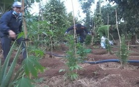 職能力量發現阮文寶的胡椒園內非法種植大量的大麻樹。（圖源：文勇）