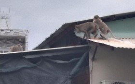 3 隻猴子爬在民房鐵皮屋頂上。（圖源：視頻截圖）