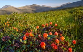俄國遠東地區的野莓由於價格下跌及當地加工設施嚴重不足，出口量因而飆升。
