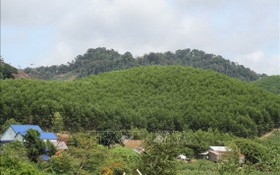 植樹造林為德樂省米德克縣的裸露山體披綠作出貢獻。（圖源：越通社）