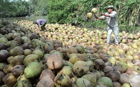 商販在收購幹椰。（圖源：互聯網）