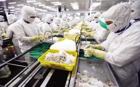後江省Cafatex公司的蝦類出口加工一瞥。
