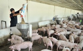 Vissan公司在平陽省投建養豬場一瞥。