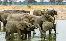 圖為津巴布韋萬基國家公園裡的象群。（圖源：互聯網）